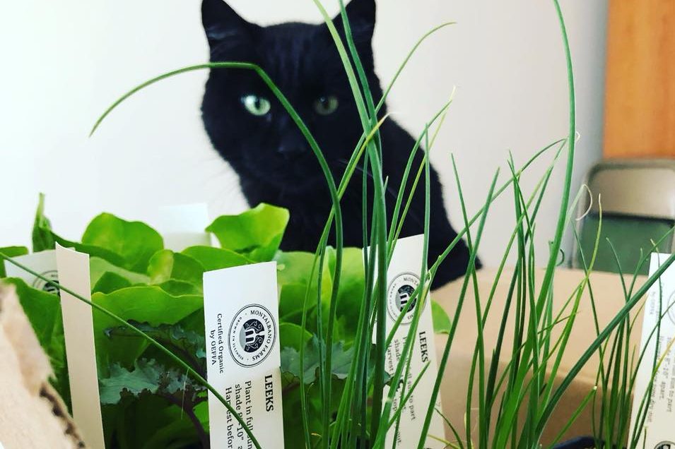 Cat looking at seedlings