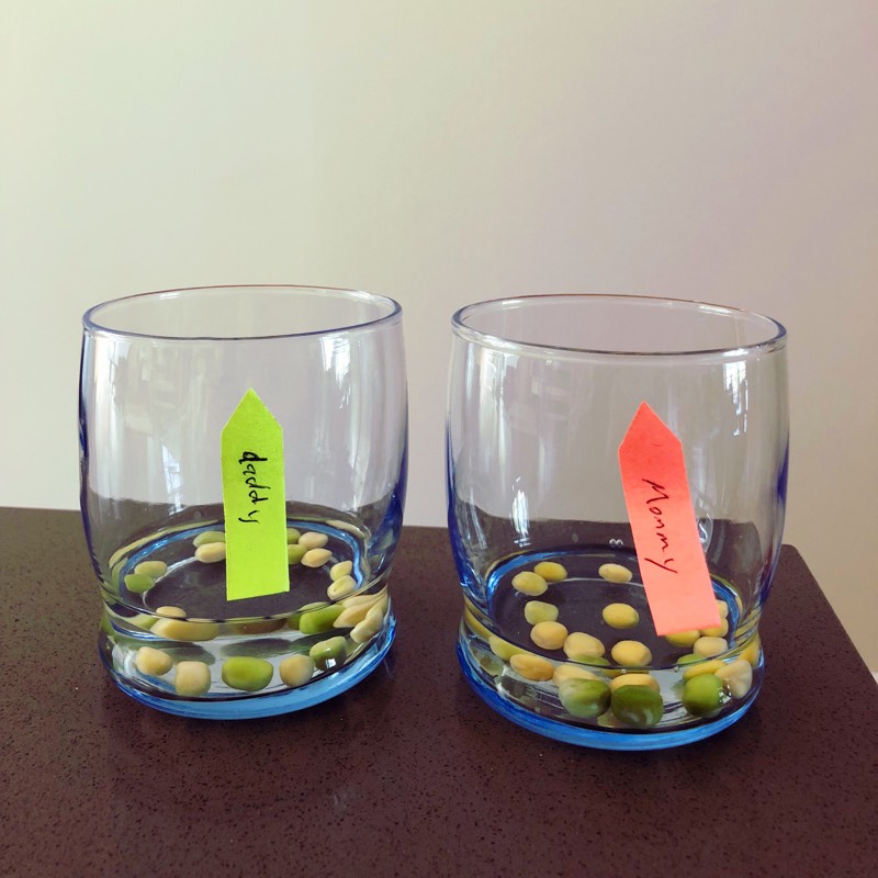 Two glasses with water and pea seeds in each labeled "mommy" and "daddy."