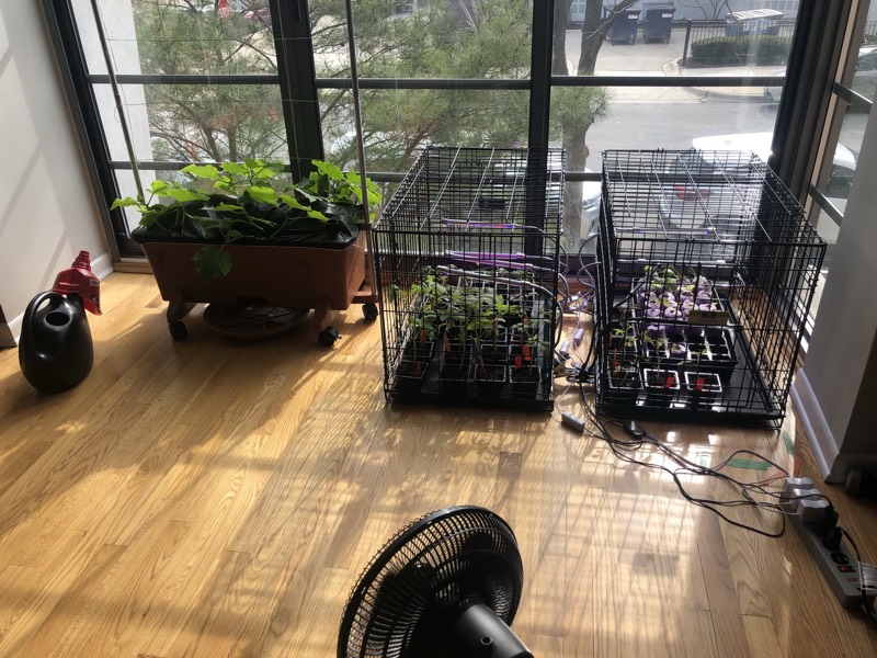 A photo showing two cages filled with plant seedlings with grow lights over them and a third Earthbox with plants growing in it. There is a desk fan aimed at the plants.