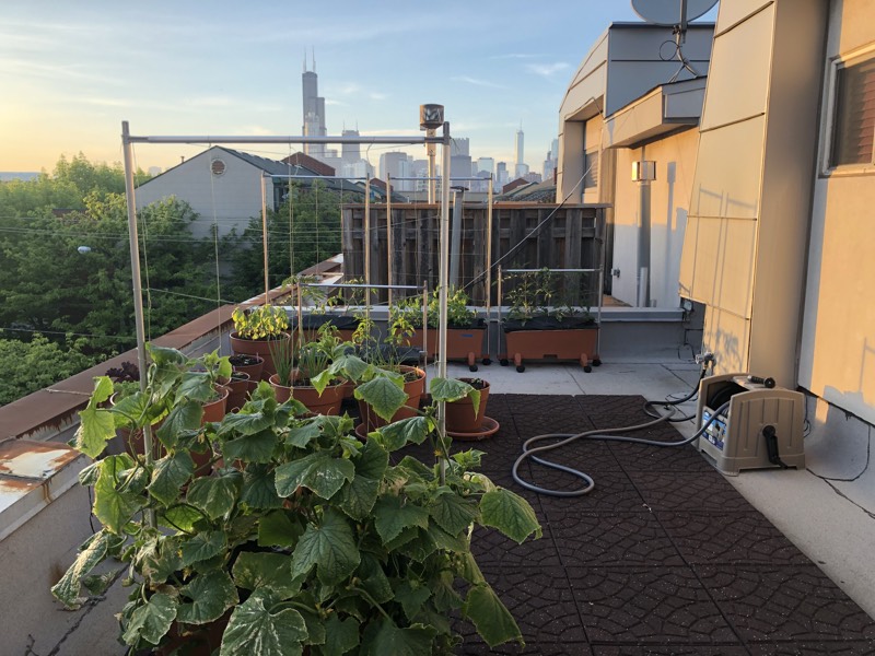 Photo of a garden on a townhouse roof with lots of plants in containers and the Chicago Skyline in the background.