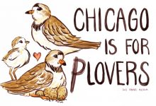 Art depicting two piping plovers, one chick, and a nest with the text "Chicago is for Plovers"