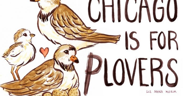 Art depicting two piping plovers, one chick, and a nest with the text "Chicago is for Plovers"