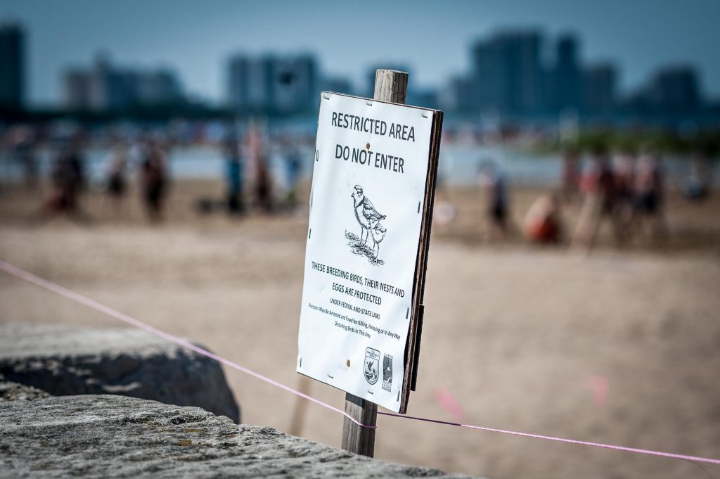 Photo of a Sign at Montrose Beach reading "Restricted Area Do Not Enter" and a drawing of a piping plover